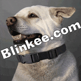 Flashing Dog Collar All Products Flashing Dog Collar All Products 3